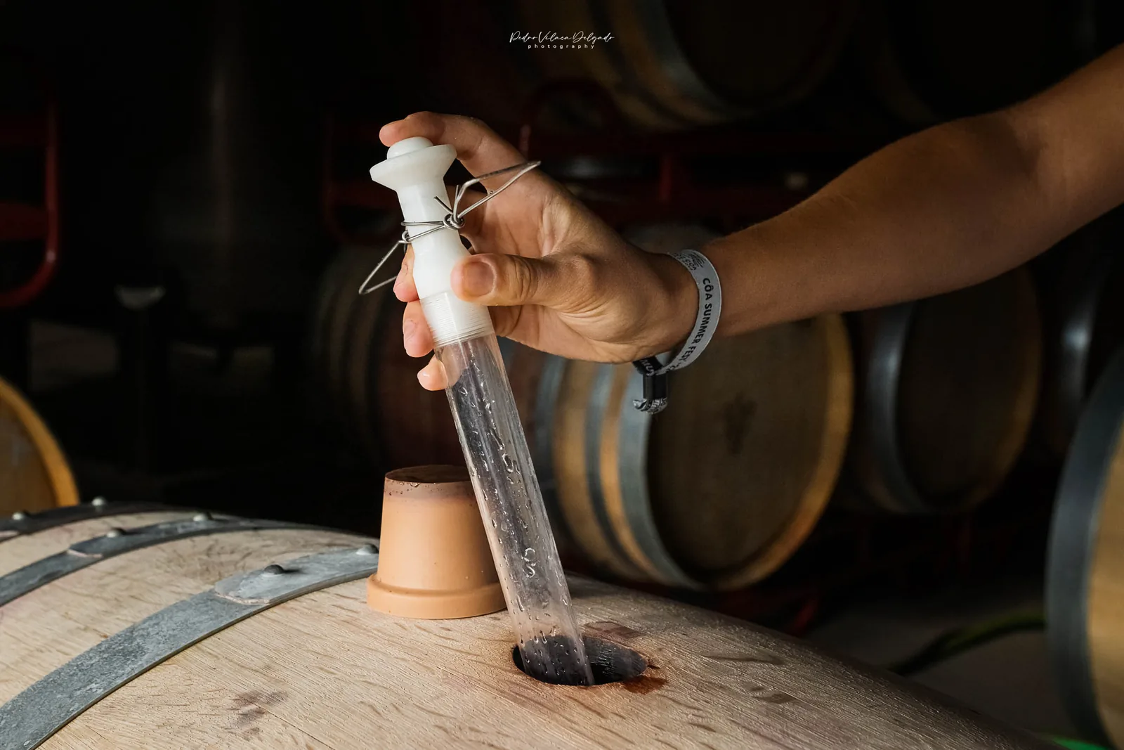 Extração de vinho tinto da barrica na adega
