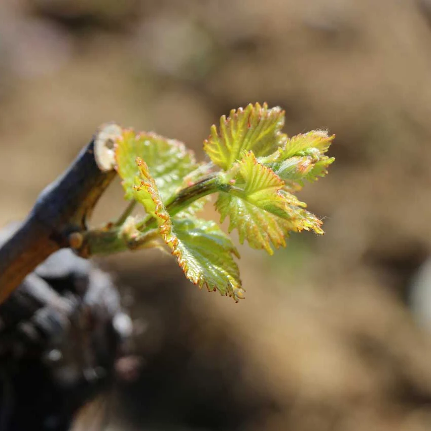 An old vine trunk with a single new shoot