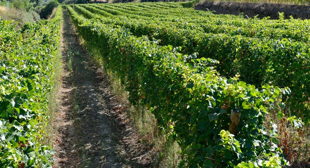Socalcos do Douro Superior, no Vale do Côa