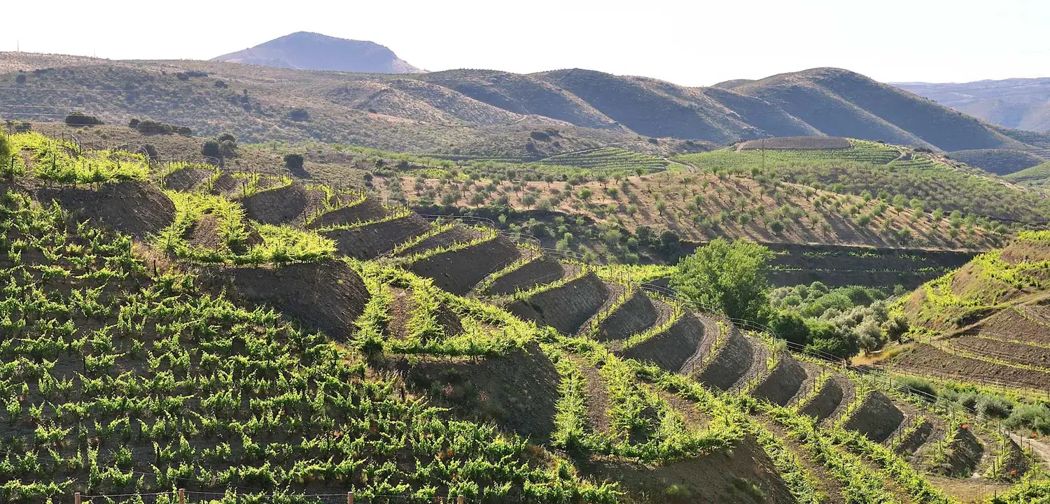 Socalcos do Douro Superior com a serra ao fundo