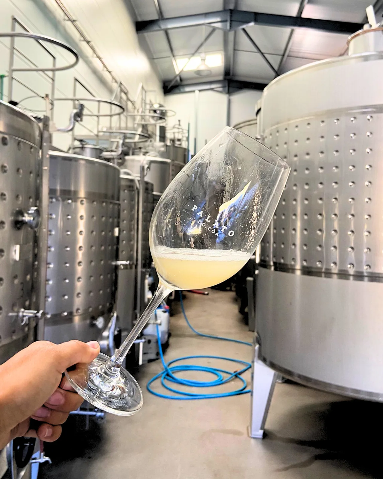 Taça de mosto branco junto das cubas de inox