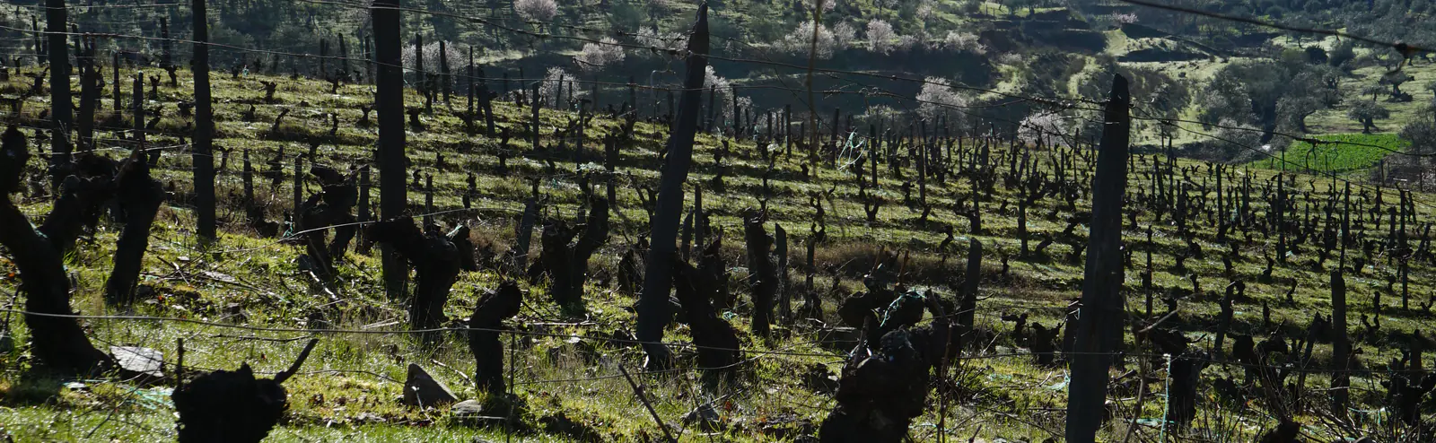 Rows of old, gnarled vines against the valley