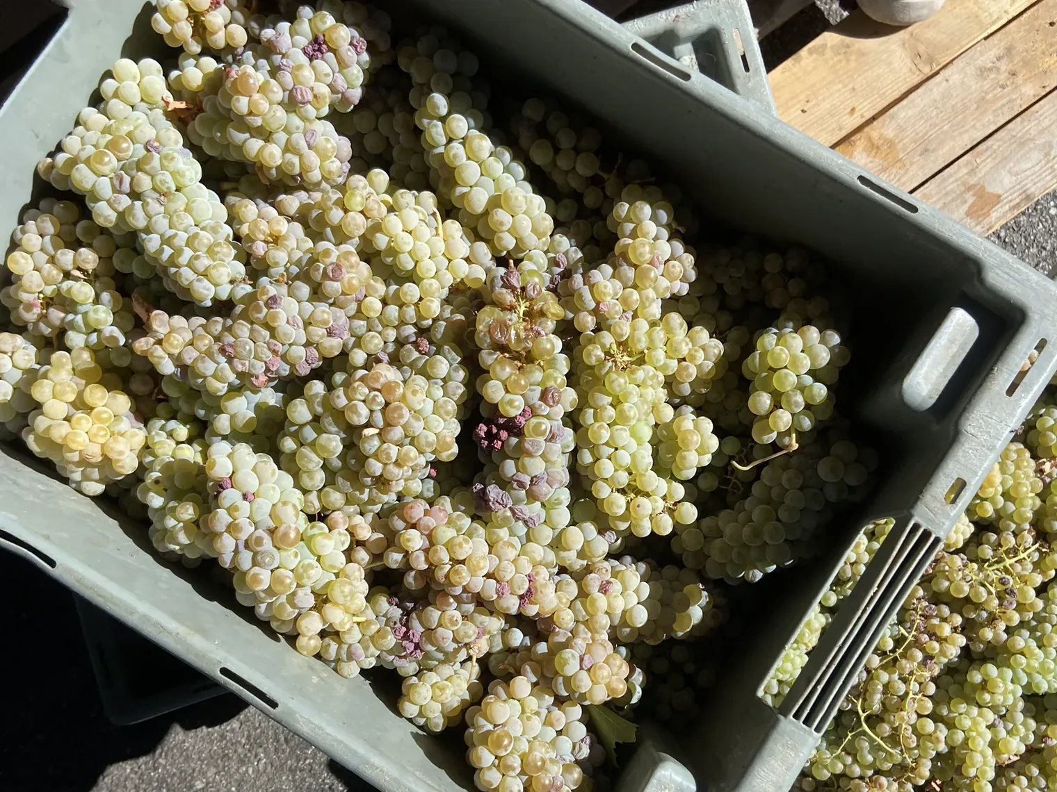 Crates of white grapes arriving at the winery