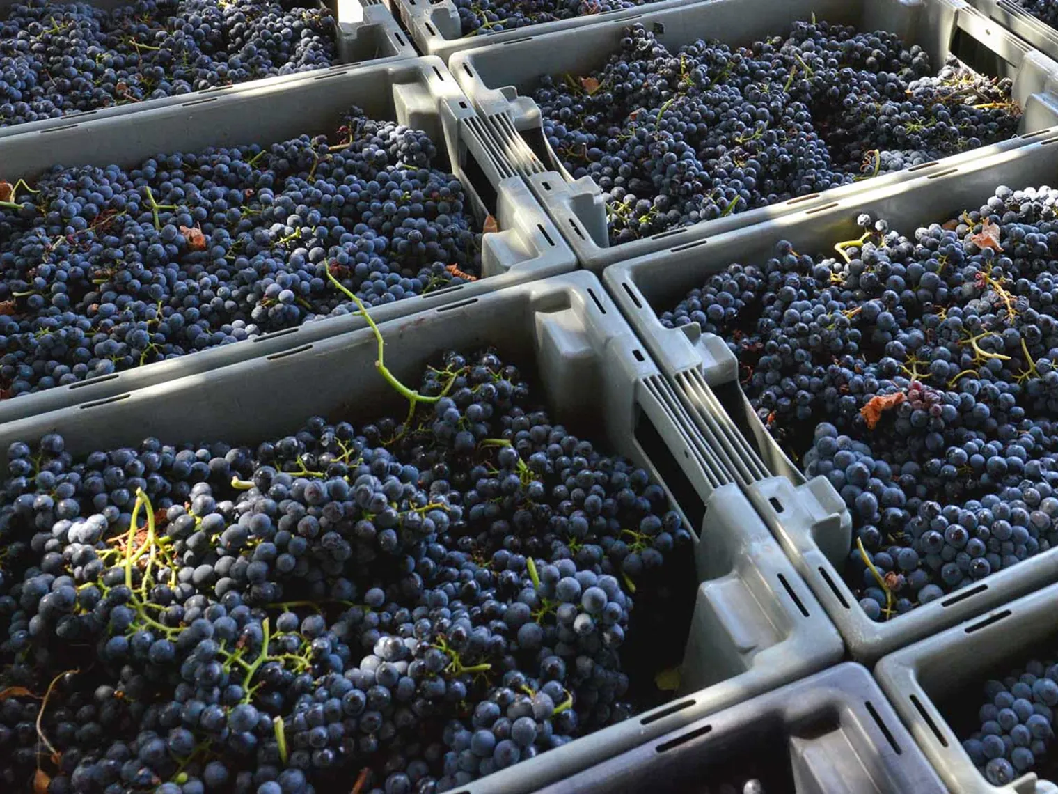 Crates of red grapes arriving at the winery