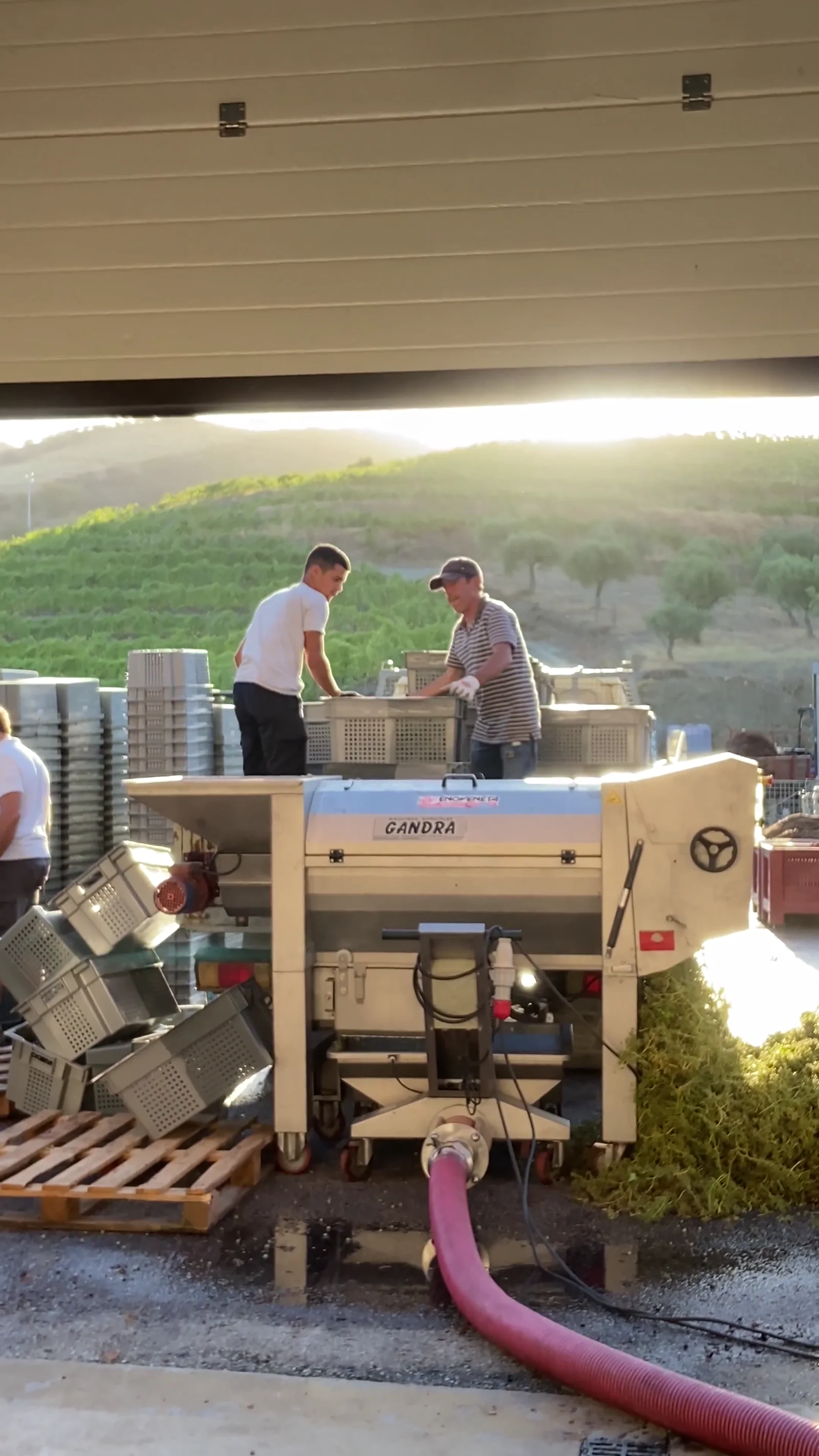 Pressing the white grapes to separate the juice
