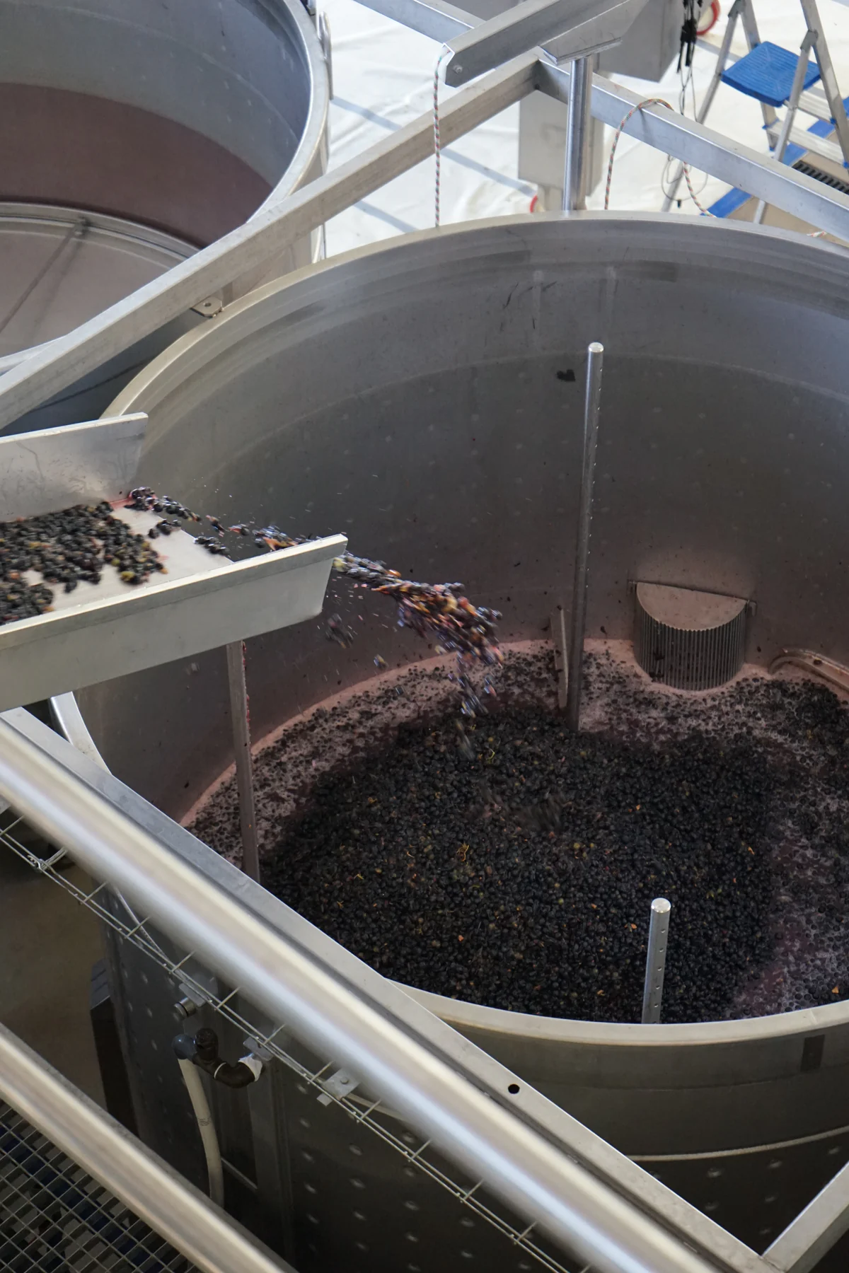Whole red grapes falling from the chute into the fermentation vat