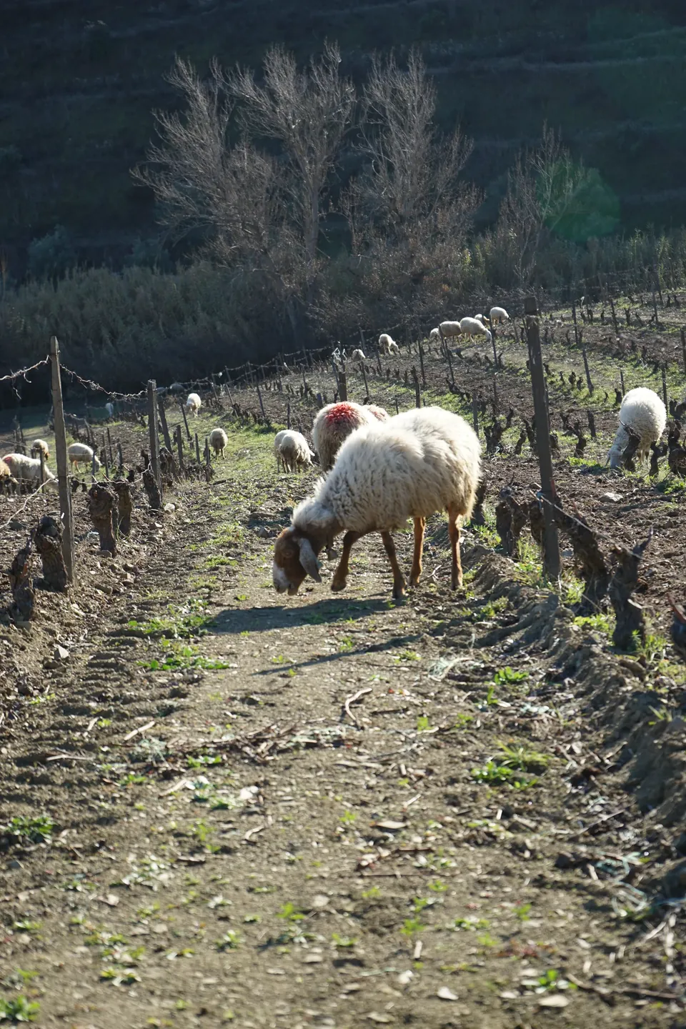 Tending the vine