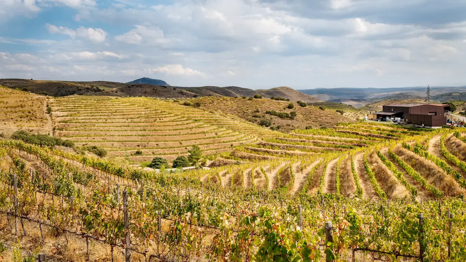 Fiadas de vinha a descer para a adega da Quinta do Palato
