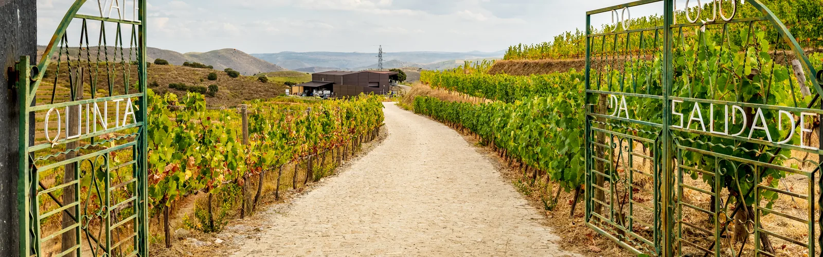 The open gate of Quinta da Saudade, the track climbing to the winery