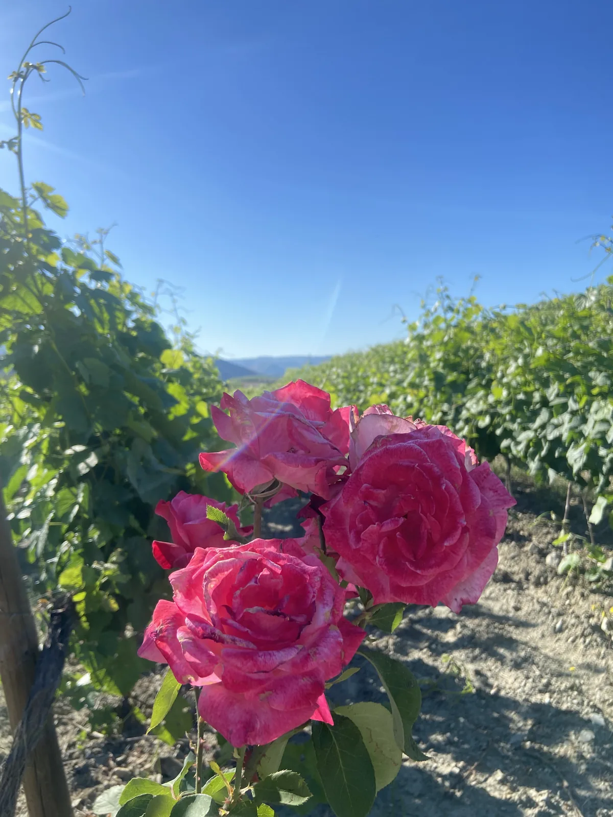 Primavera — rosas no topo das fiadas