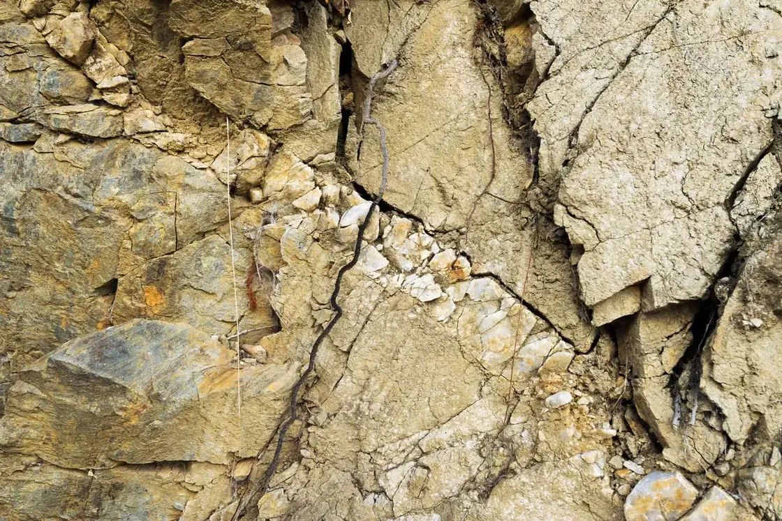 Fractured schist veined with pale limestone, a vine root running down the crack