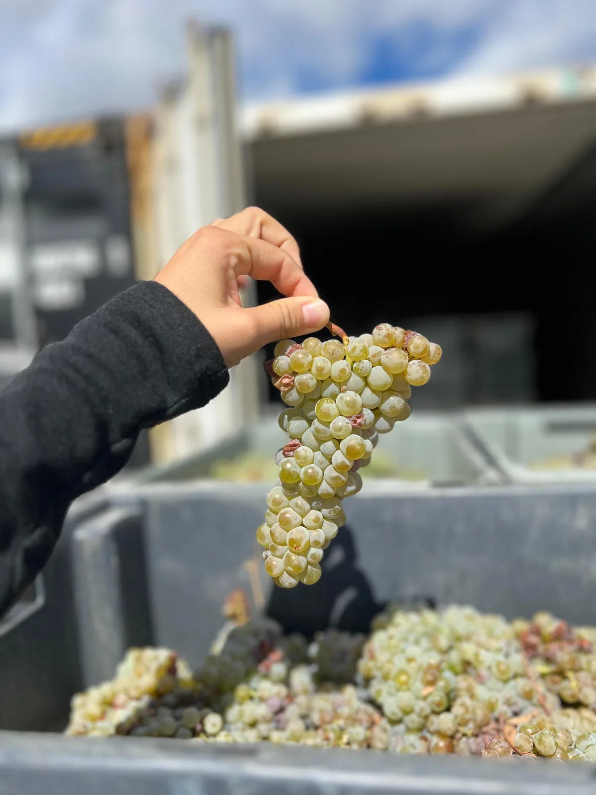 A freshly harvested bunch of white grapes