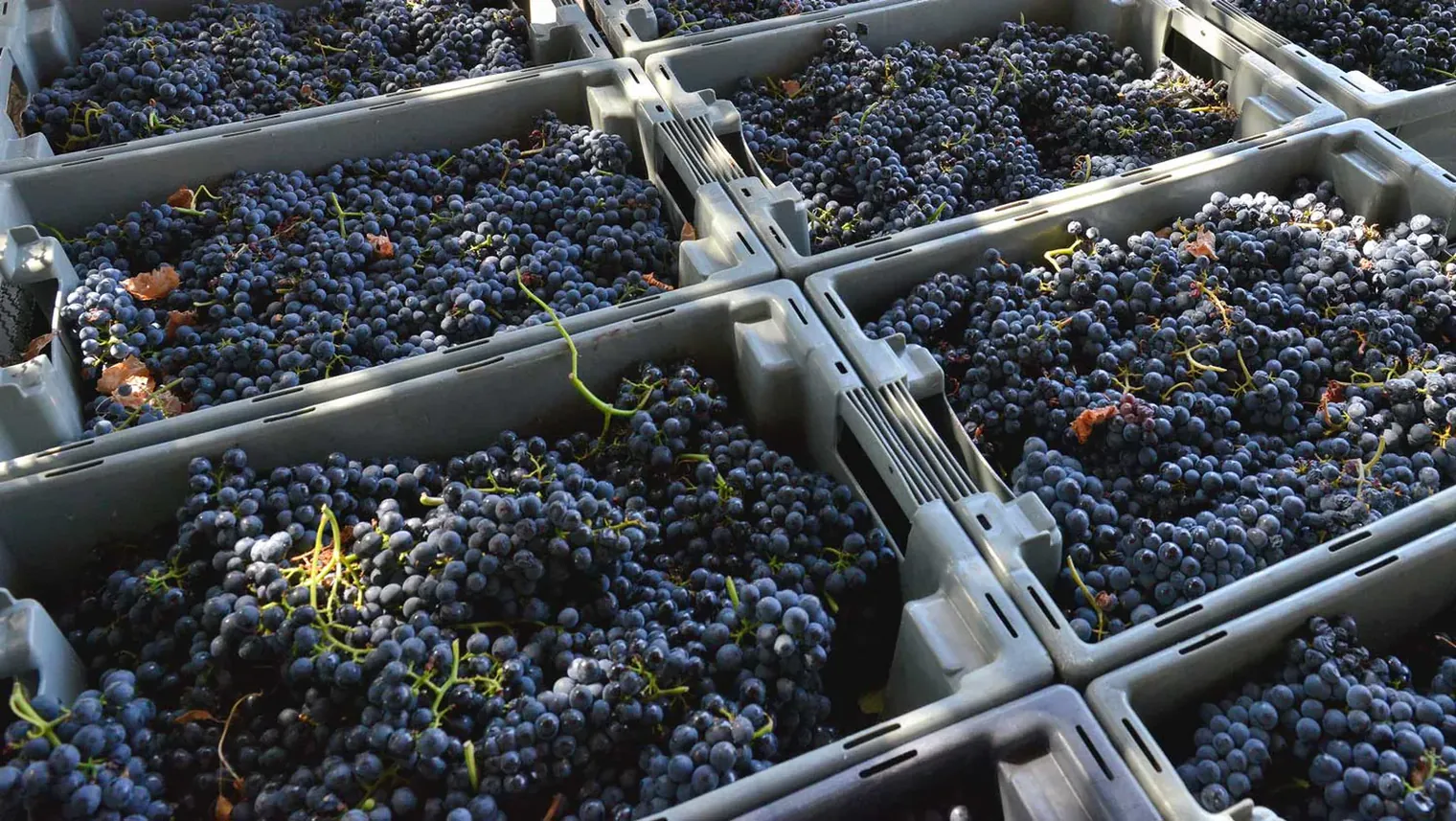 Crates of freshly picked grapes from the estate
