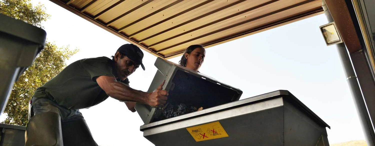 Two workers tipping a crate of red grapes into the reception hopper