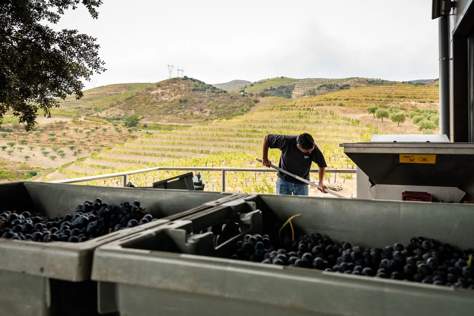 Vindima — receção das uvas na adega