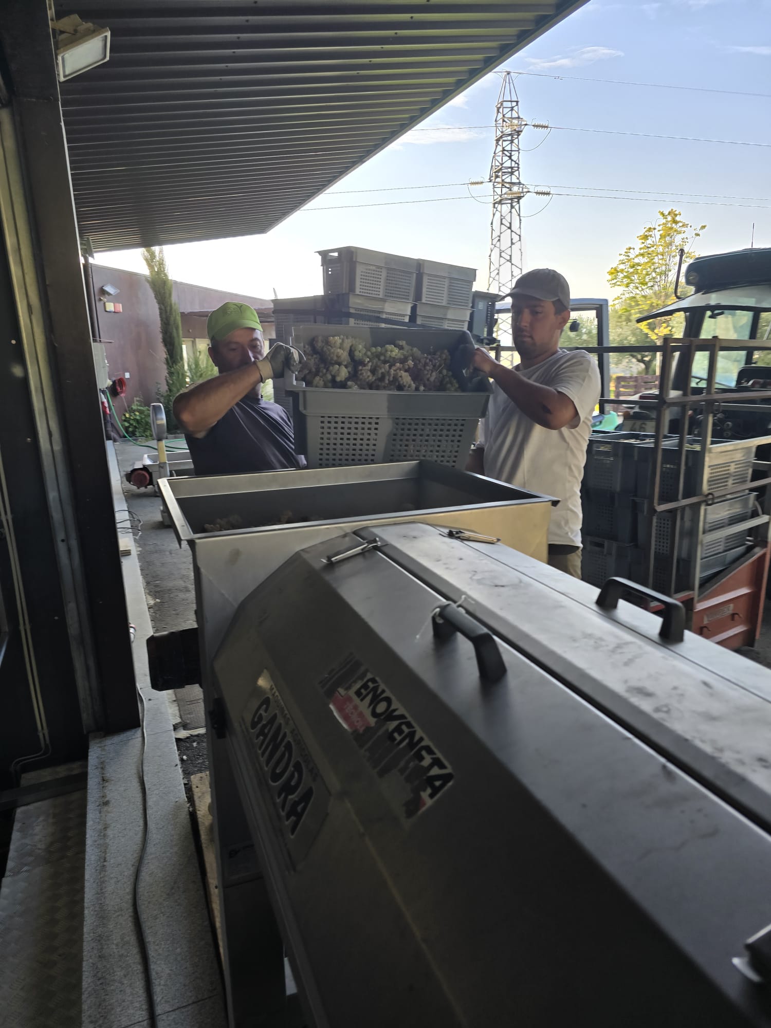 Duas pessoas a virar uma caixa de uvas brancas para a moega, na vindima de 2026