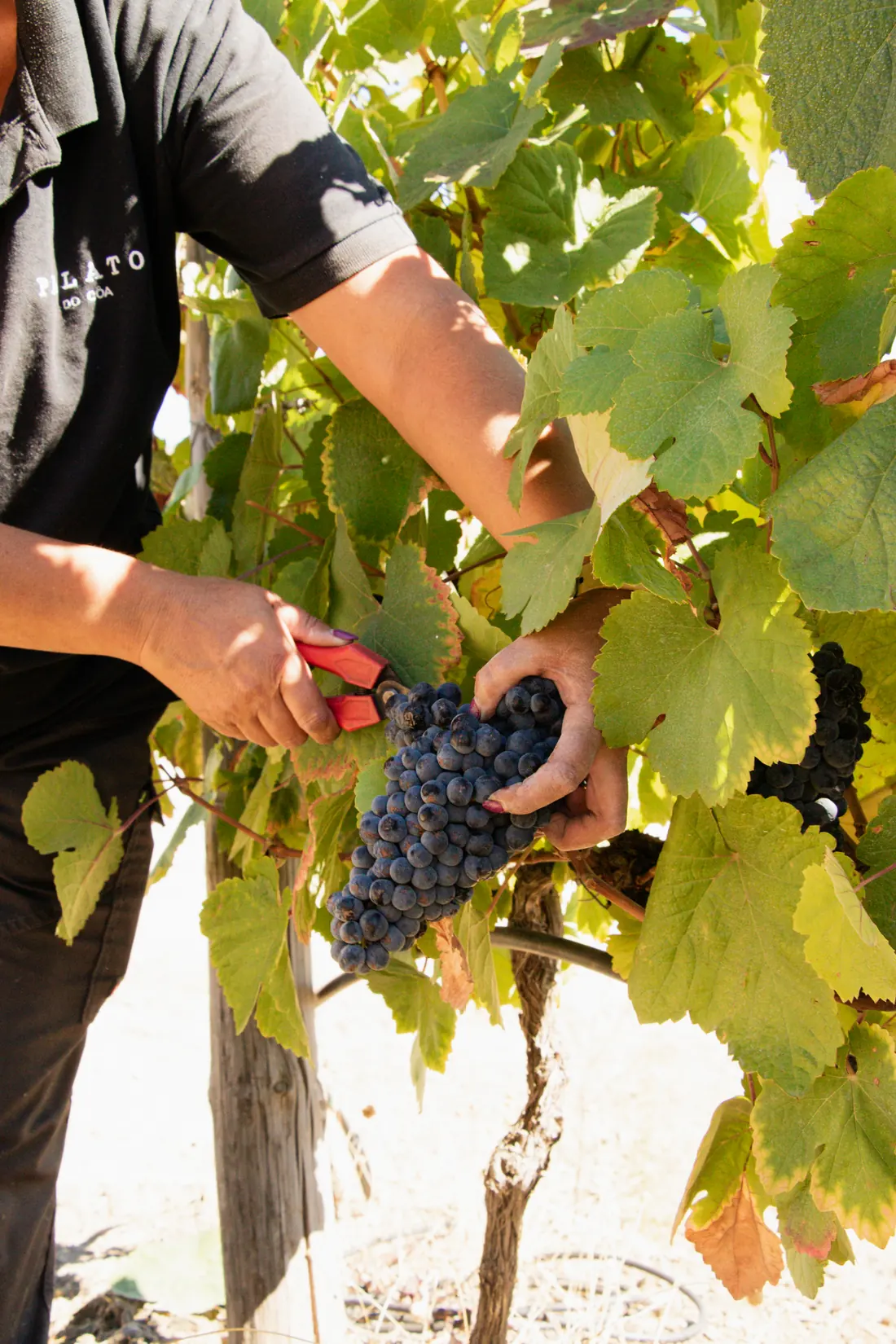 Hands harvesting a bunch of red grapes at Quinta do Palato during the 2026 harvest