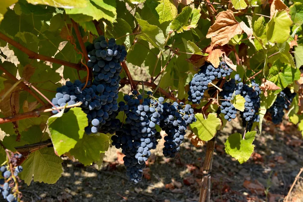 Cachos tintos na videira, na Quinta do Palato