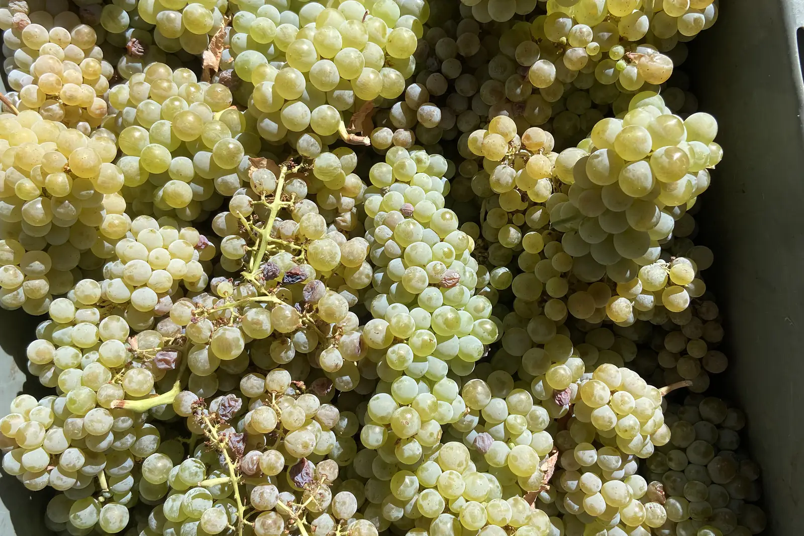 Caixa de vindima cheia de uvas brancas